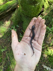 Plethodon montanus