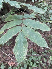 Sambucus racemosa