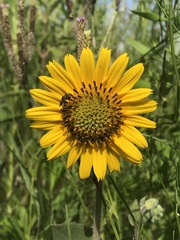 Helianthus mollis