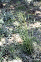 Piptochaetium napostaense