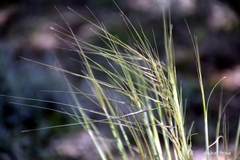 Piptochaetium napostaense