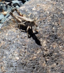 Melanoplus cinereus