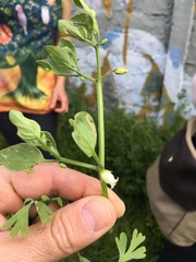 Salpichroa origanifolia