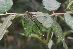 Gomphidae
