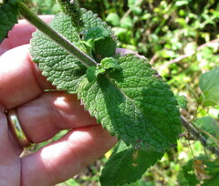 Mentha suaveolens