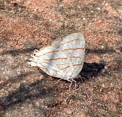 Hemiolaus caeculus caeculus