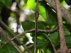 Gynacantha manderica