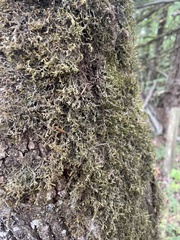 Frullania nisquallensis