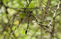 Phyllomacromia picta