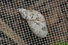 Succinea putris