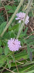 Knautia arvensis