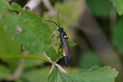 Ichneumon xanthorius