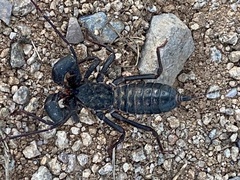 Mastigoproctus