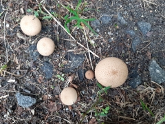 Scleroderma citrinum