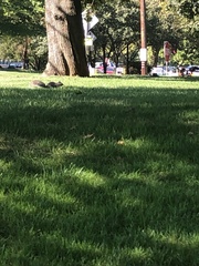 Sciurus carolinensis