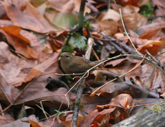 Troglodytes pacificus