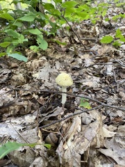 Amanita multisquamosa