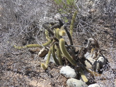 Bergerocactus emoryi