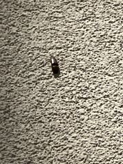 Pangaeus bilineatus