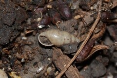 Cochlicopa lubrica