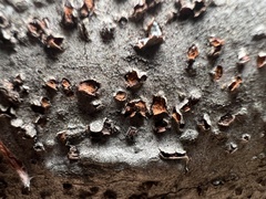 Amphilogia gyrosa