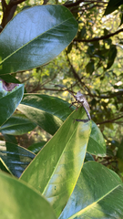 Acanthocephala declivis