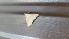 Renia flavipunctalis