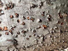 Amphilogia gyrosa