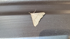 Renia flavipunctalis