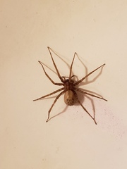 Tegenaria domestica
