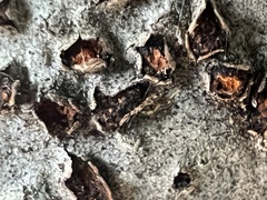 Amphilogia gyrosa