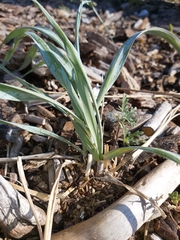Leymus mollis