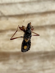 Rasahus hamatus