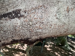 Amphilogia gyrosa