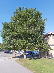 Platanus × hispanica
