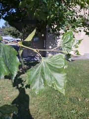 Platanus × hispanica
