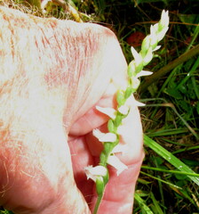 Spiranthes cernua