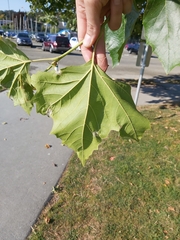 Platanus × hispanica