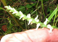 Spiranthes cernua