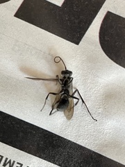 Auplopus mellipes