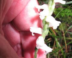 Spiranthes cernua