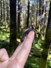 Plethodon montanus