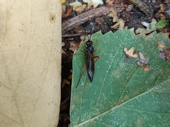 Pimpla rufipes