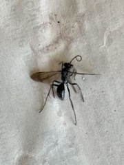 Auplopus mellipes