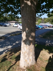 Platanus × hispanica