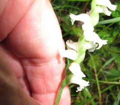 Spiranthes cernua
