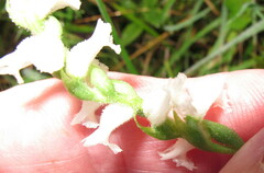 Spiranthes cernua