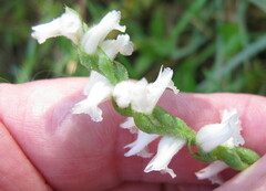 Spiranthes cernua