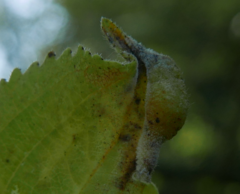 Trichochermes walkeri