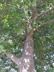 Platanus × hispanica